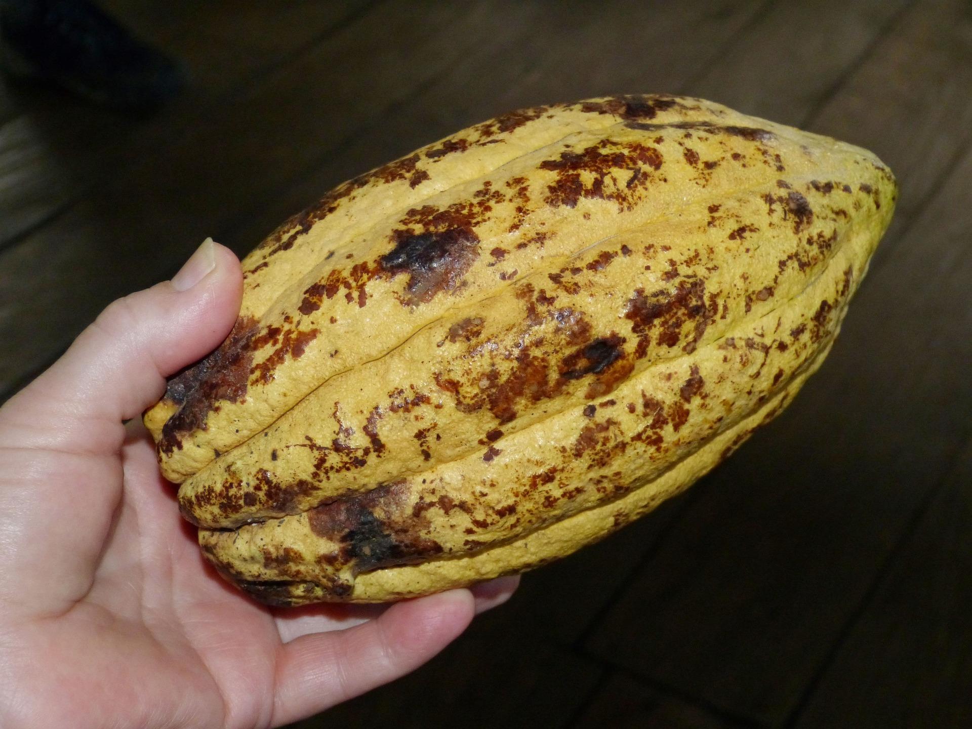 Cocoa bean