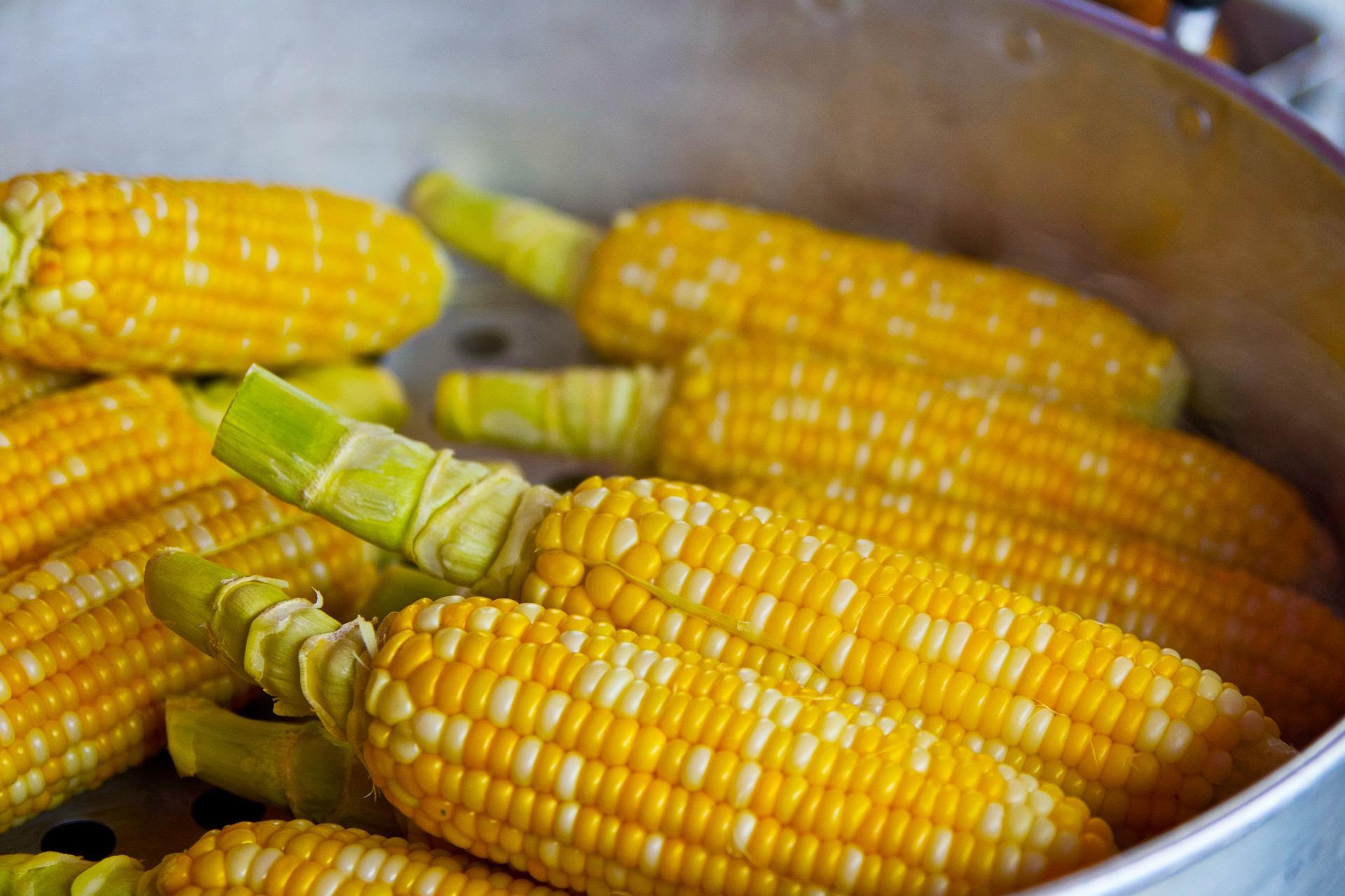 Corn 